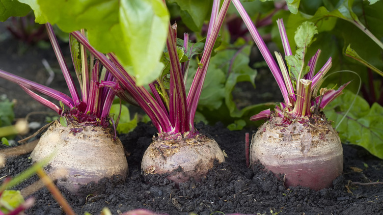 Large and ripe beets growing in open ground.