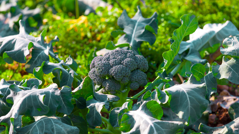 Broccoli in a garden