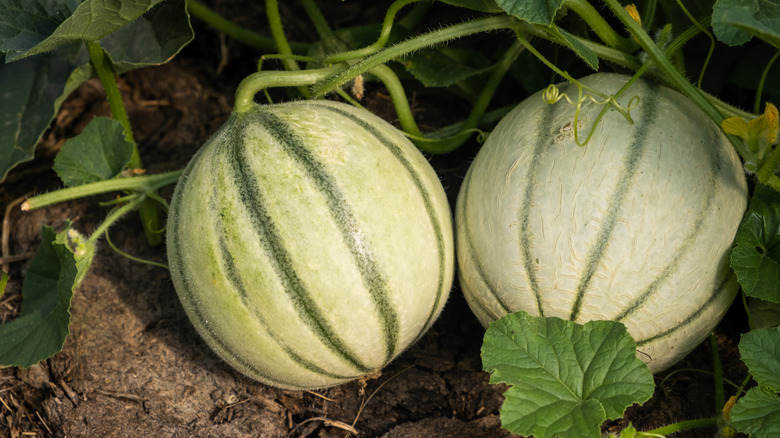Cantaloupe melons in the garden.