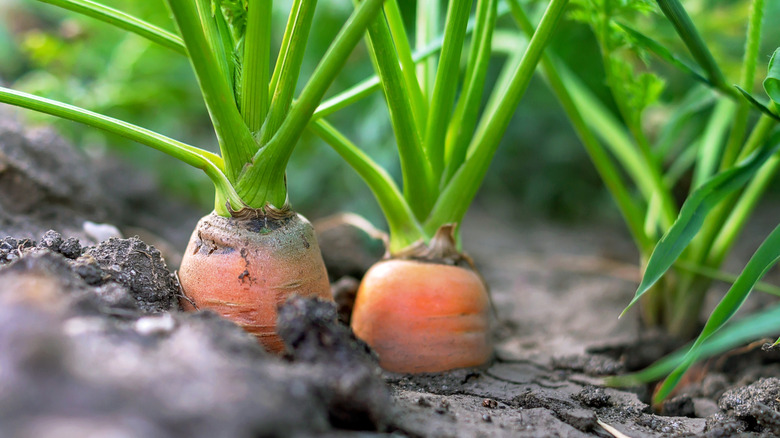 Carrot vegetable growing in the garden in the soil