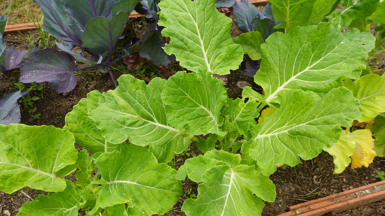 Collard greens thriving in a garden bed alongside other vegetables