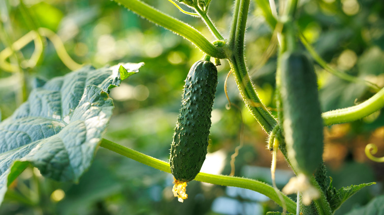 green cucumbers growing in a garden
