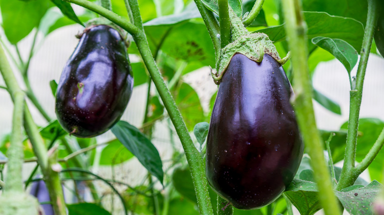 Ripe eggplants growing on green bushes