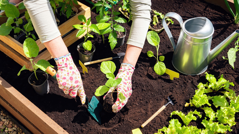 A gardener wearing gloves is transplanting seedlings into a garden