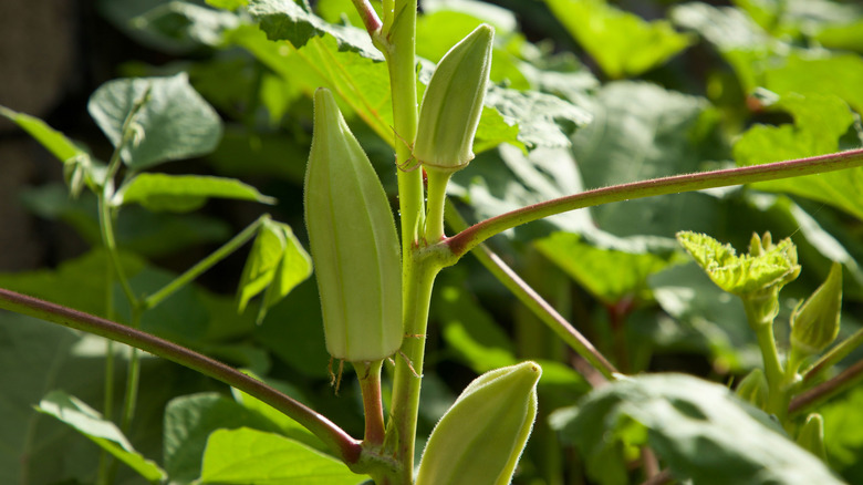 Close-up of fresh okra pods growing on a plant with lush green leaves in a garden.