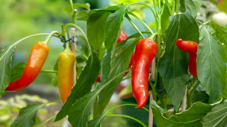 hot chili peppers growing in a garden