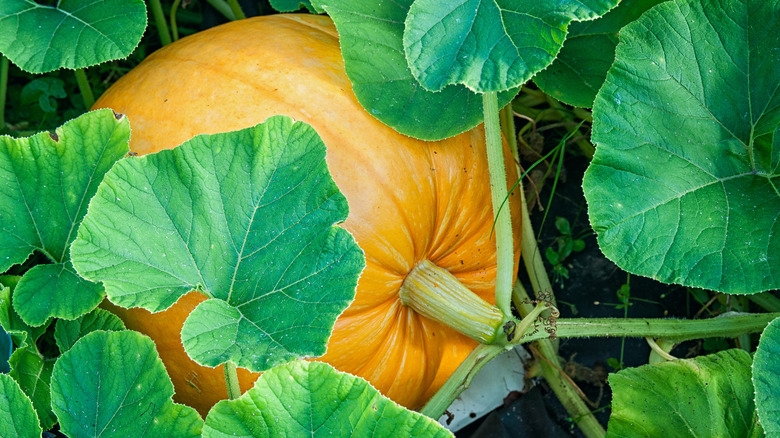 Big yellow pumpkin growing in the garden