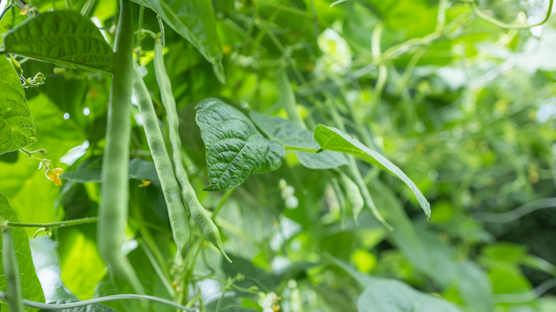 pods of Southern peas on the plant