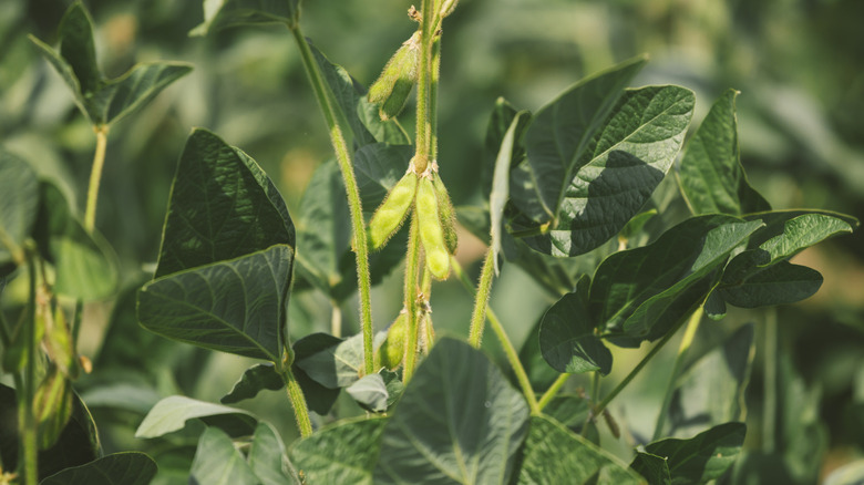Organic soybean plant pod close up