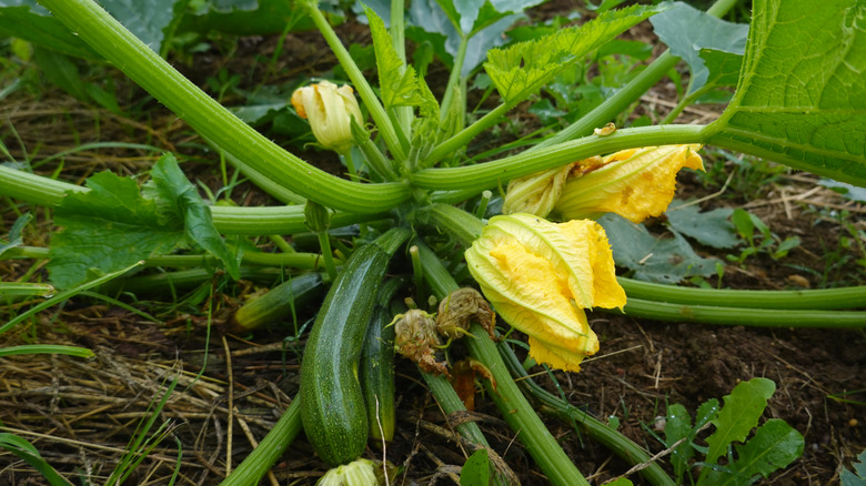 Close-up of a thriving summer squash plant