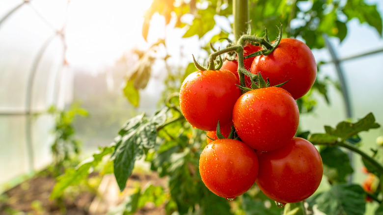 Close-up of red tomatoes with water droplets