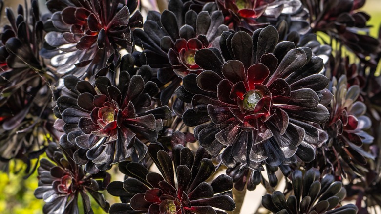 Black Aeonium arboreum 'Zwartkop'