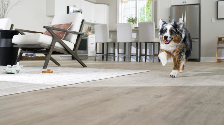 A dog in a living room laid with Lifeproof Flooring