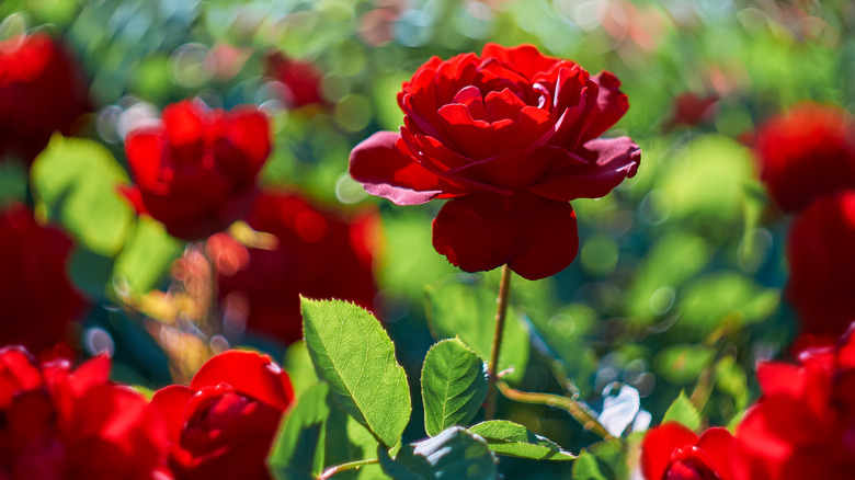 Rose bush up close