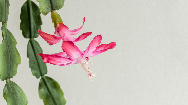 Schlumbergera russelliana in bloom