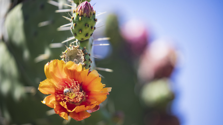 Blooming cactus