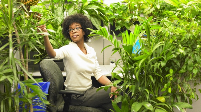 office worker surrounded by plants