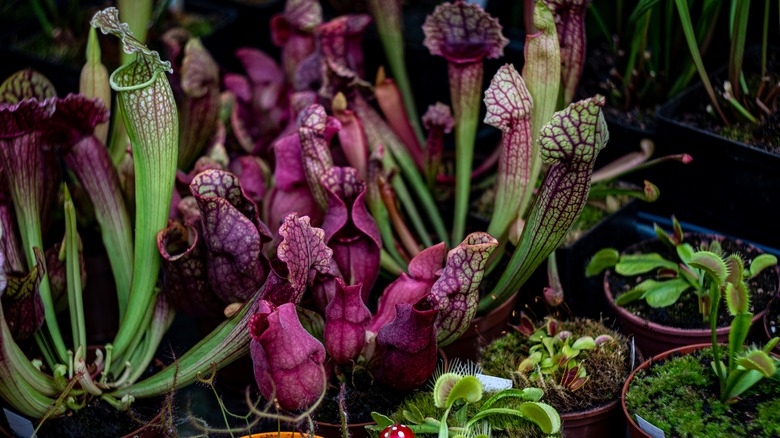 Group of carnivorous plants