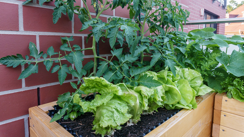 garden bed against brick wall