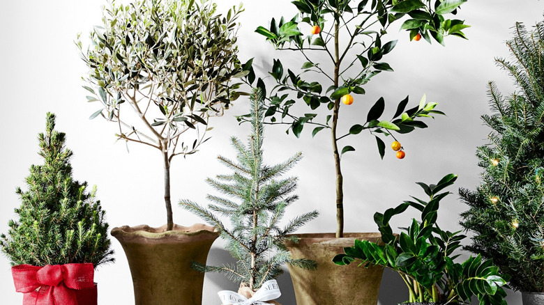 A live Mini Tabletop Tree from Williams Sonoma sits next to a variety of potted plants on a wooden bench