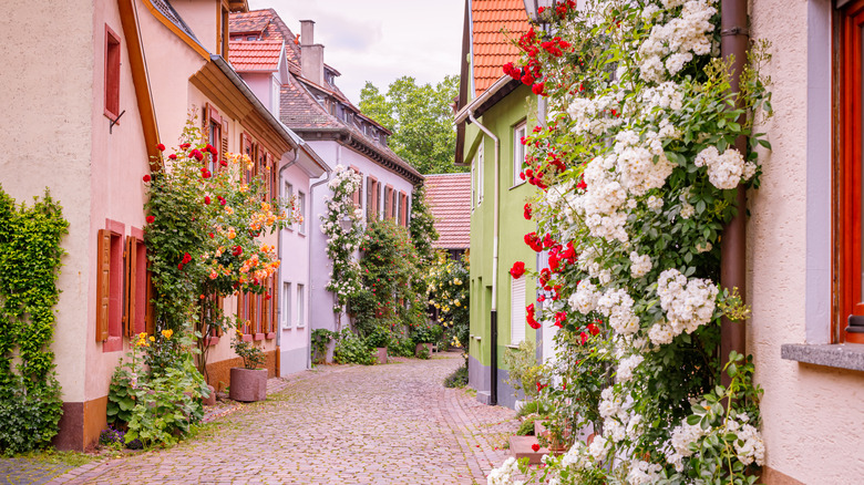 climbing roses on houses