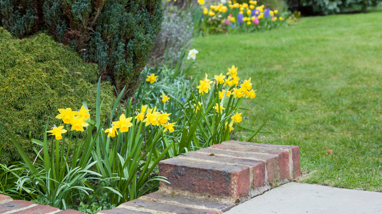 Daffodils border planting 