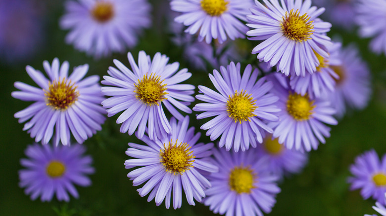 Lilac-colored aster flowers
