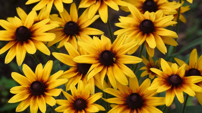 Patch of black-eyed Susans