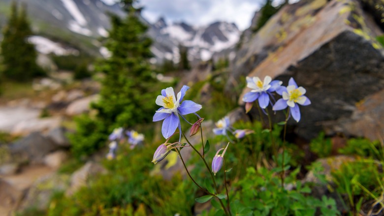 Wild columbine in mountain meadow