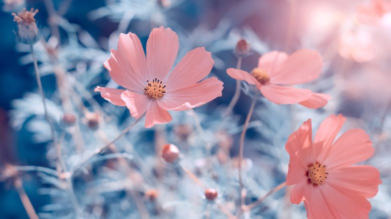 Pink cosmos flowers