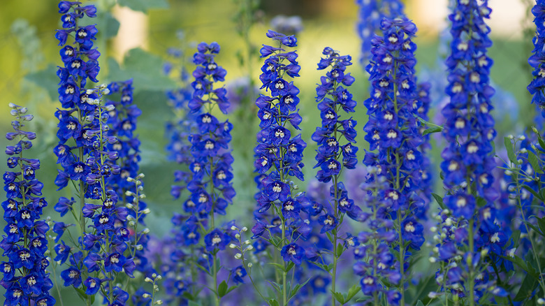 Deep blue delphinium