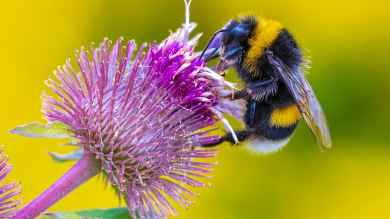 Bee pollenating flower