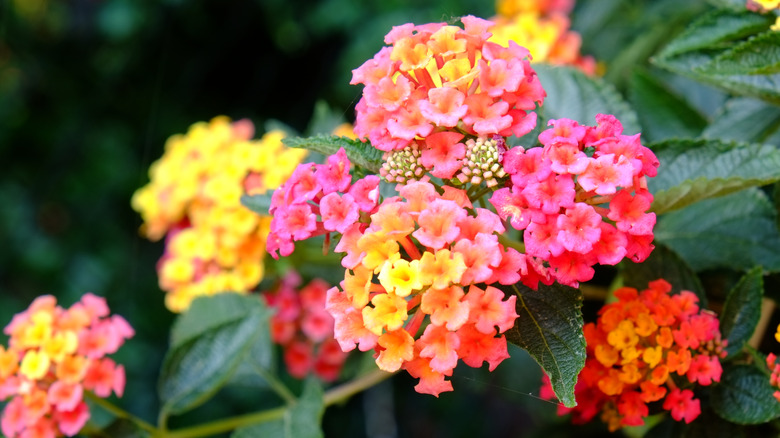 Colorful lantana clusters