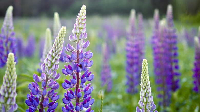 Purple lupine field
