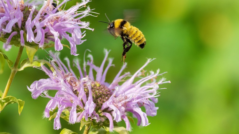 Bee hovering above monarda