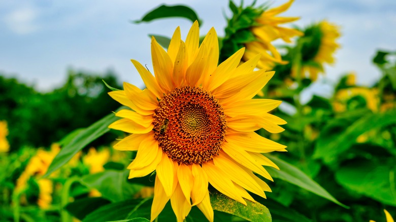 Sunflower with pollinating bee