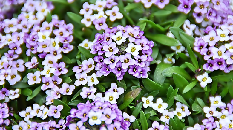 Purple and white alyssum