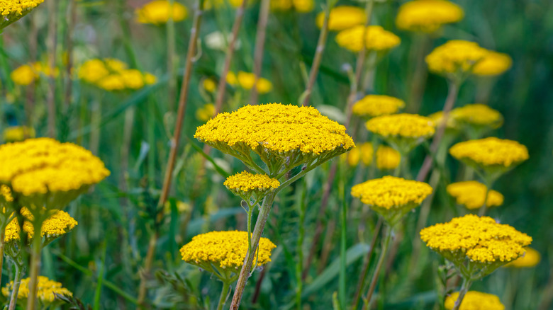 Yellow yarrow plant