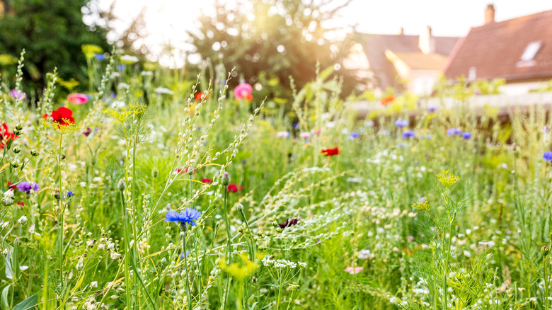 Urban meadow of wildflowers 