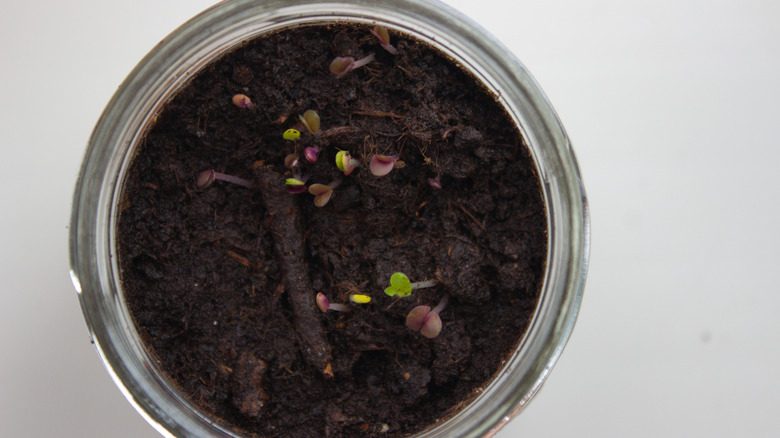 Seedlings sprouting in a glass jar