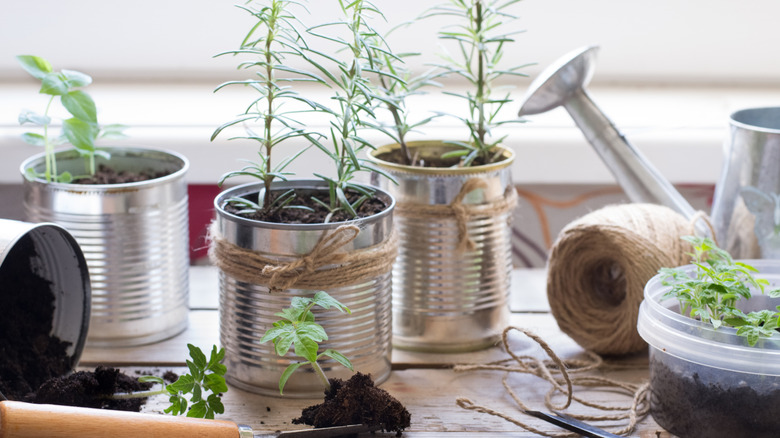 young plants growing in tin cans