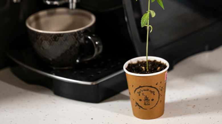 Small Seedling in Coffee Cup Next to Coffee Machine