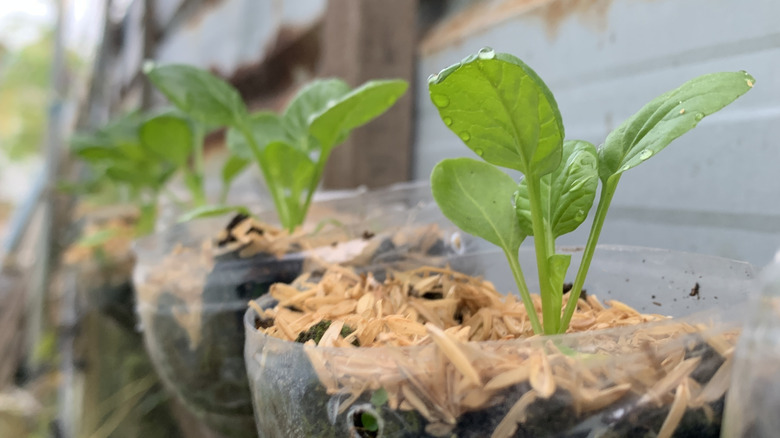 Seedlings Growing in Recycled Plastic Bottle Planters