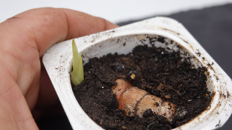 Gardener holding a recycled yogurt container containing soil