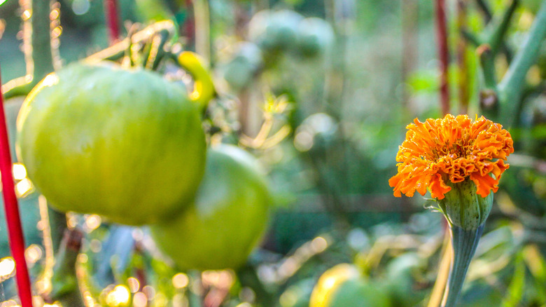 Marigolds and tomatoes planted together