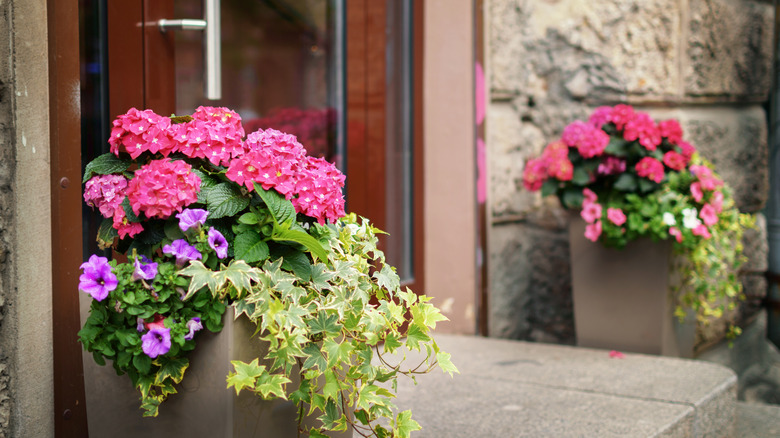 Front door container flowers