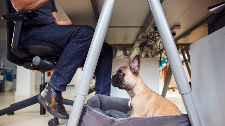 french bulldog under work desk