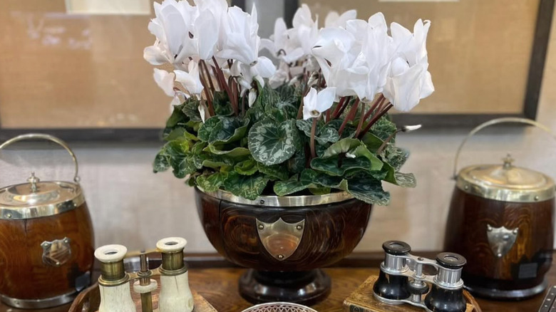 brown antique trophy with silver plaque with a white plant in it
