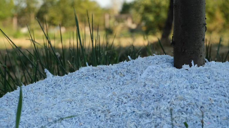 shredded paper mulch layer under tree