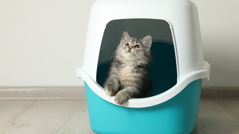gray tabby kitten in blue and white covered litter box